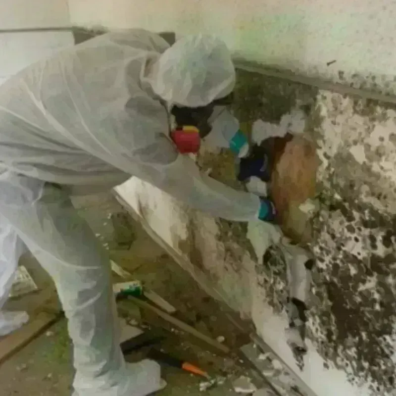 Mold Remediation and Removal in Washington, WV